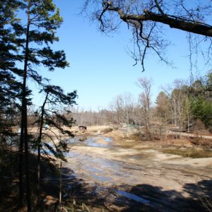 body of water seen through trees