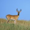 Eight point white tail deer buck on tall grass slope neck turned facing camera