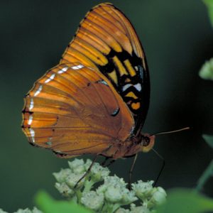 Butterfly profile mosaic wing base pattern dashed line wing tip pattern on small flowers