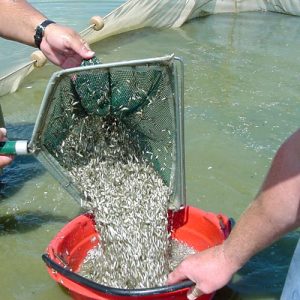 White men catching minnows with a net and dumping them into a bucket