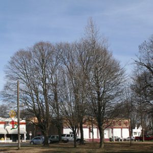 row of connected buildings with cars parked in front and several trees in green space across the street