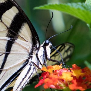 Close-up of black and white butterfly on orange and red flower