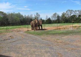 Two elephants standing at a barbed wire fence