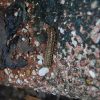 Millipede on multicolored rock