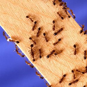 Ants swarming on a wooden beam