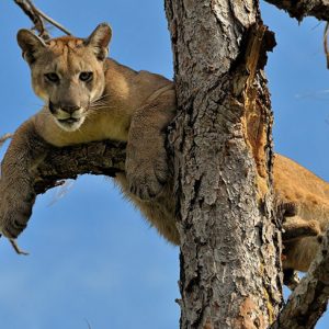 Close-up of panther in tree