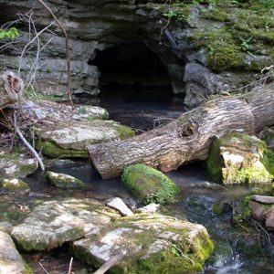 Fallen tree and rocks outside of cave entrance in rock wall