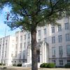 Pine tree outside multistory building