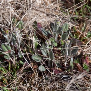 Green earth fruit plants growing on forest floor