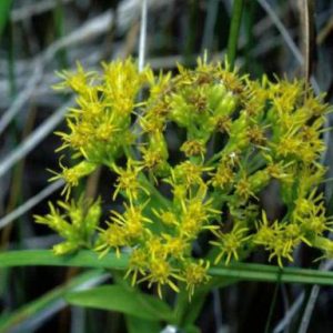 Close-up of prickly yellow goldenrod flowers