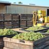 Grapes in wooden bins outside warehouse building with white man using a forklift in the background