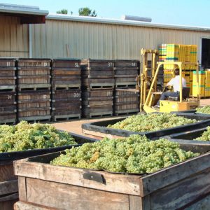 Grapes in wooden bins outside warehouse building with white man using a forklift in the background