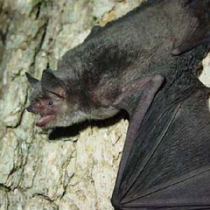 Bat with wings spread out on rock wall