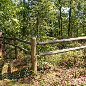 wooden post fence amid trees and underbrush