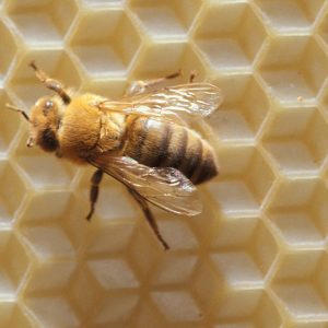 Honeybee with furry body on honey comb with complex hexagonal pattern structure