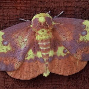 Moth on similar hue wooden timber wings spread tie dye splotch pattern