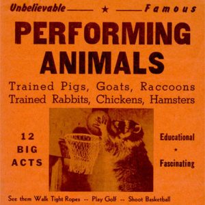 Advertisement for "Unbelievable famous performing animals" featuring a raccoon playing basketball