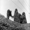 Kudzu covered hill side and power lines