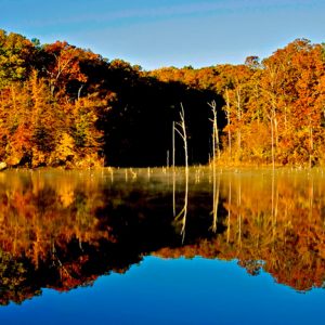 Autumn trees reflected in lake under blue skies