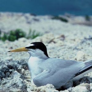 White seagull with a black head sitting on rocky beach