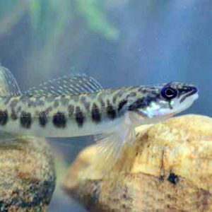 Leopard spotted fish swimming over rocks