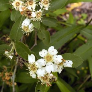 Close-up of spotted white flowers with green leaves