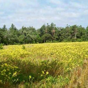 Field of yellow flowers with trees in the background