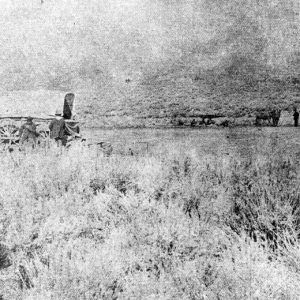 Men with covered wagons and cattle in a field