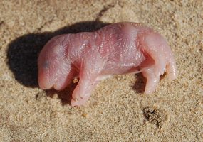 Baby gopher laying on sand