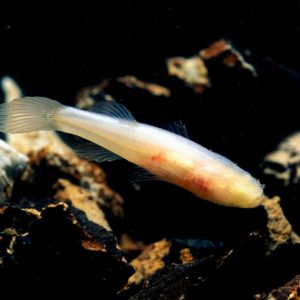 Translucent eyeless fish swimming over rocks