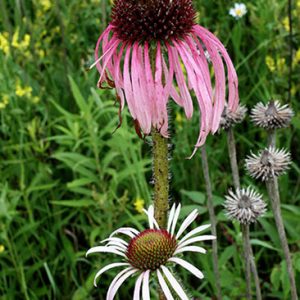 Pink flower on green stem