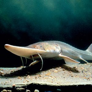 Sturgeon fish with long nose swimming above rocks