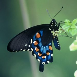 Butterfly large and small dots stripe pattern on tiny small leaf flower stem close up