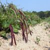 Farm rows of purple hull peas in soft dirt with pine forest in background