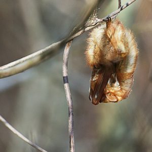 Bat hanging from a tree branch