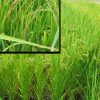 rice field with inset of closer look at rice plant