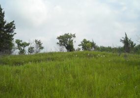 Tall grass and trees on prairie