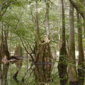 Group of cypress trees in flooded swamp