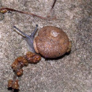 Snail crawling on rock