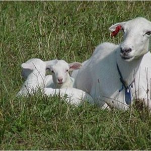 Adult sheep and two lamps lying in green grass