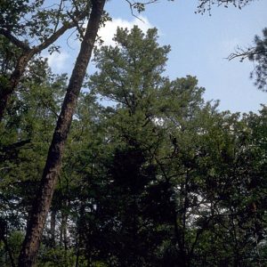 Forest and tree tops in daylight with clear sky and small white clouds