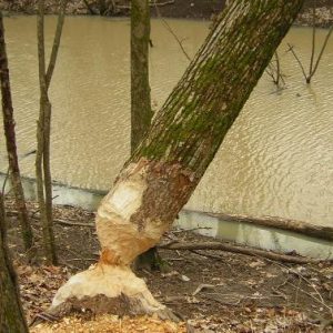 Nearly chewed through tree leaning over creek in forest