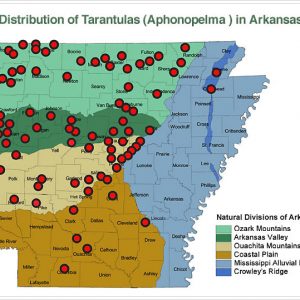 Multicolored map of Arkansas with red dots "Distribution of Tarantulas in Arkansas"