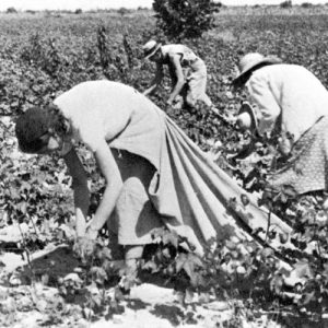 White man wearing a hat and women in dresses picking cotton with long cotton sack stretching out behind her