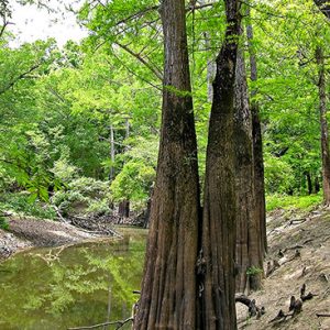 Wetland area with cypress trees