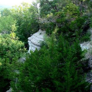 Tree covered rock cliff in forest