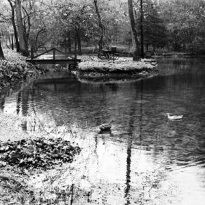 Forest stream with ducks and small island, foot bridge, and picnic area