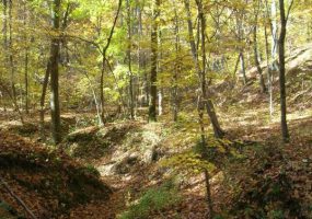 Sloping forest floor under autumn trees