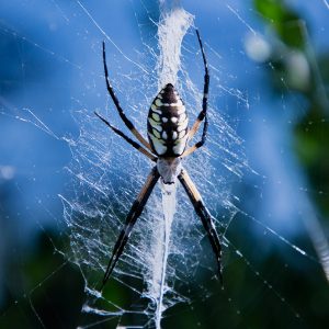 Large black and yellow spider hanging upside down on web