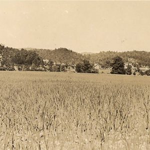 Large field with plants